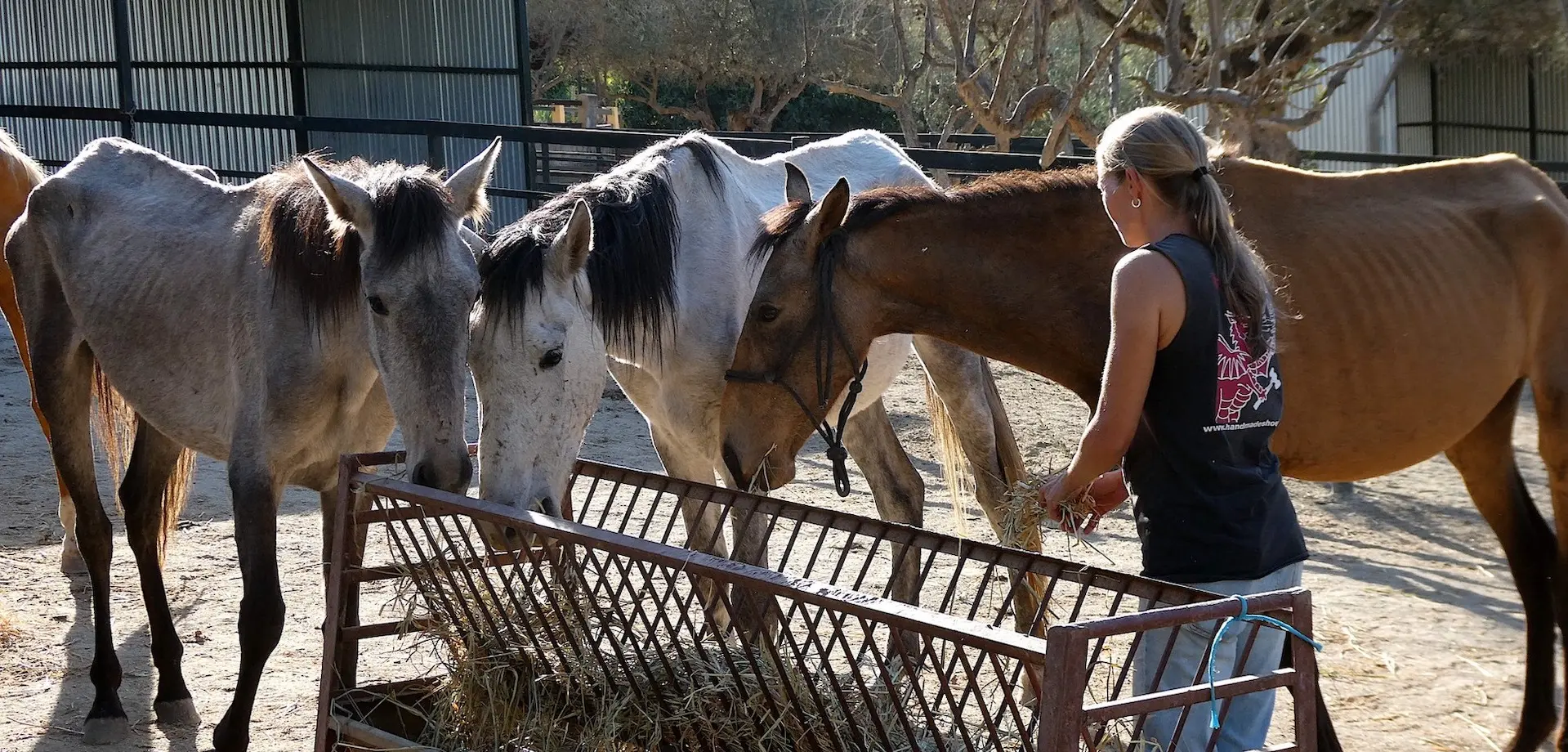 Rescued horses being fed at ARCH in Alhaurín el Grande