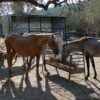 Andalusian Rescue Centre For Horses (ARCH)